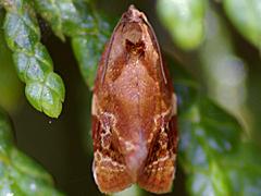 Red-barred Tortrix